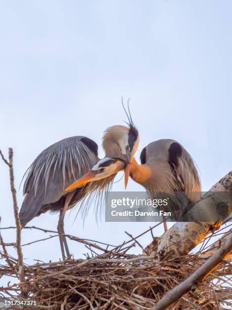 nesting great blue heron - feather fan dance photos et images de collection