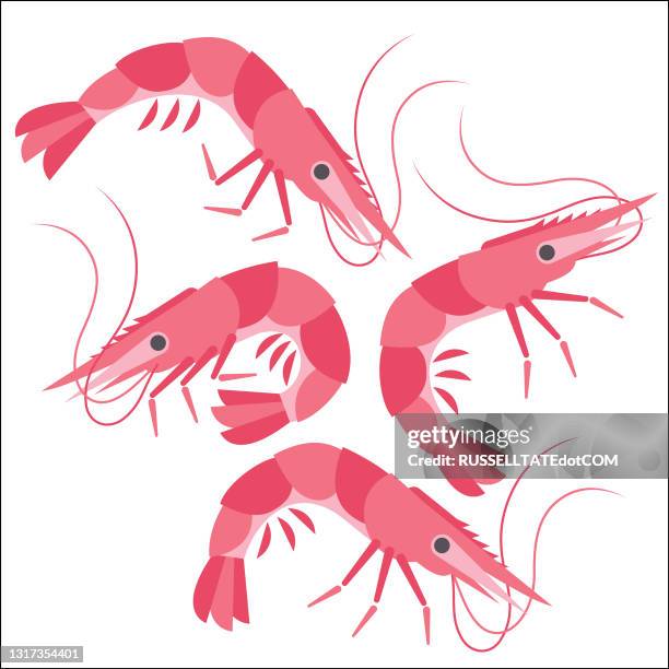 illustrazioni stock, clip art, cartoni animati e icone di tendenza di gruppo di vista laterale di quattro gamberi o gamberetti - shrimp animal