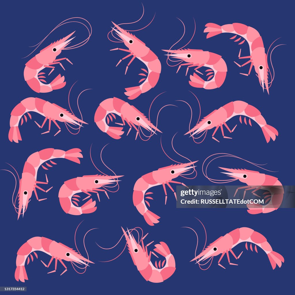 Shrimps Prawns swimming in blue water