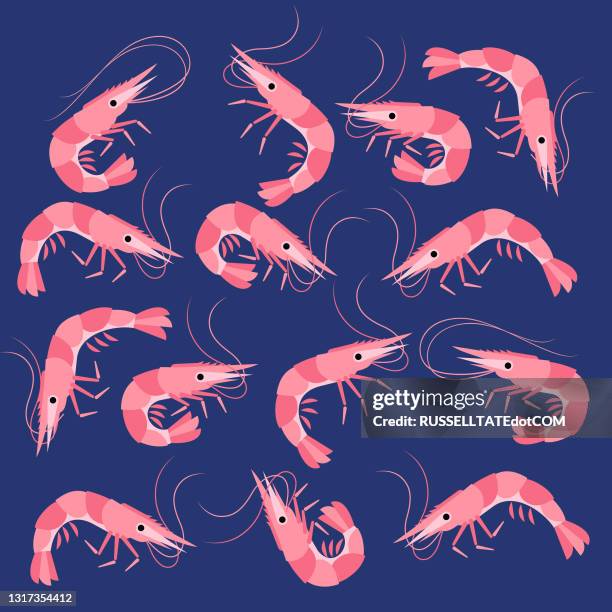 shrimps prawns swimming in blue water - shrimp animal stock illustrations