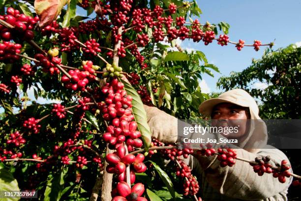 koffieoogst in bahia - plantation de café stockfoto's en -beelden