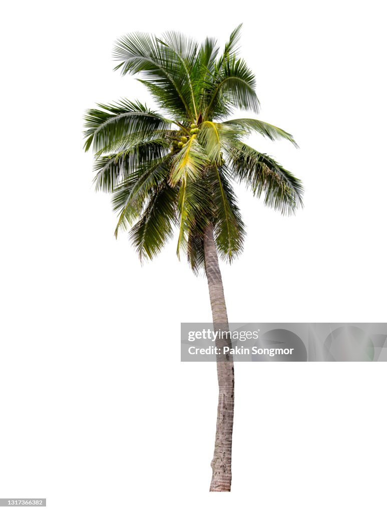 Coconut palm tree isolated on white background.
