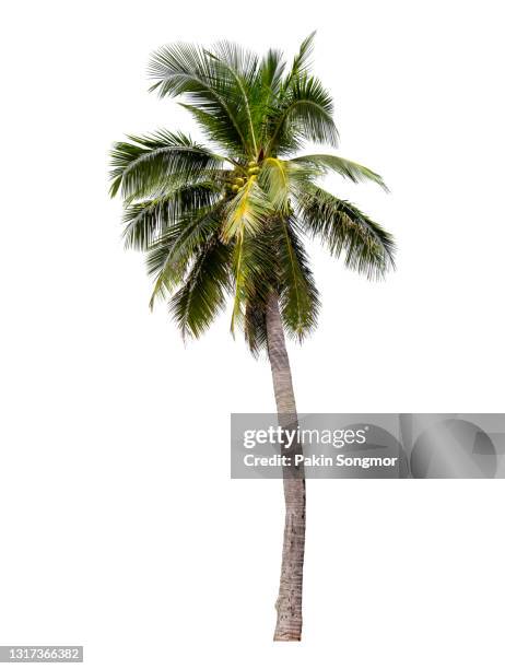 coconut palm tree isolated on white background. - palm tree stock-fotos und bilder