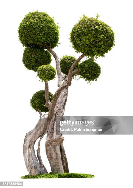 bonsai tree against isolated on white background. - bonsai tree stock-fotos und bilder