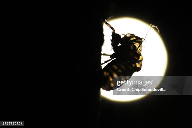 Cicedea Empty Shell 465 Cicada Shell Stock Photos, High-Res Pictures, and Images - Getty Images