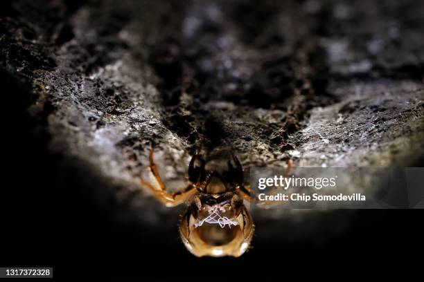 Molted Insect Shell Cicada Shell Photos and Premium High Res Pictures - Getty Images