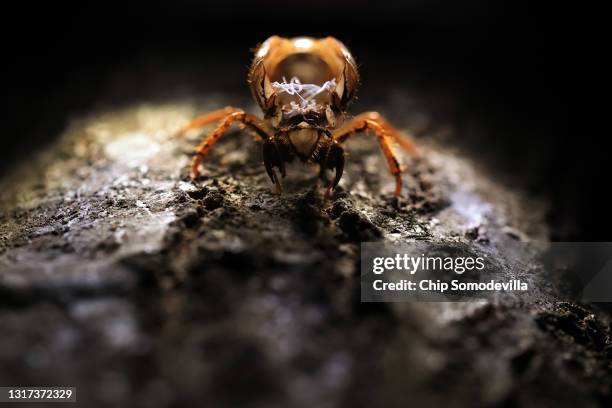 Molted Insect Shell Cicada Shell Photos and Premium High Res Pictures - Getty Images