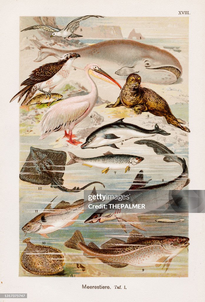 Oceanic animals Chromolithography 1899