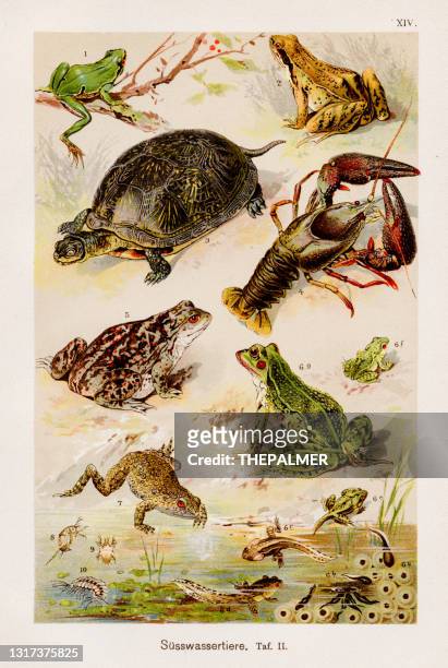 aquatic freshwater animals chromolithography 1899 - aquatic organism stock illustrations