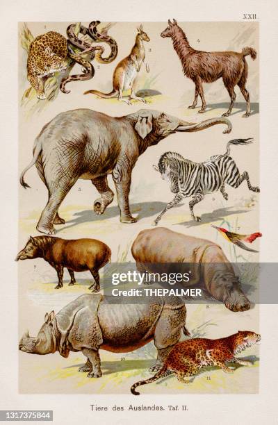 bildbanksillustrationer, clip art samt tecknat material och ikoner med exotiska djur kromolitografi 1899 - tapir