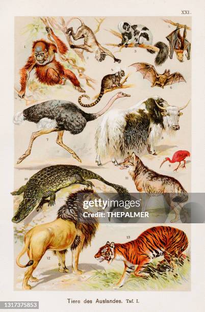 exotische familie chromolithographie 1899 - lemur stock-grafiken, -clipart, -cartoons und -symbole