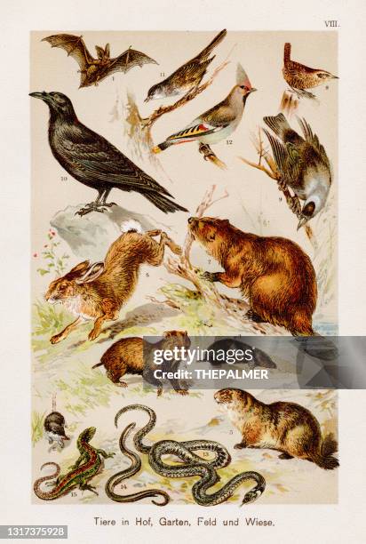 ilustraciones, imágenes clip art, dibujos animados e iconos de stock de animales: granja, jardín, campo y cromolipografía de prado 1899 - marmota canadiense