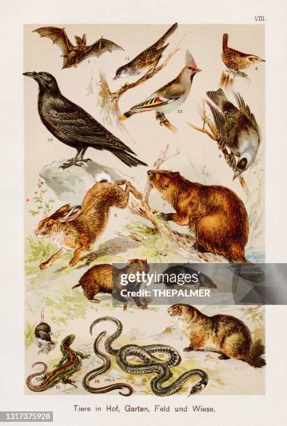 ilustrações de stock, clip art, desenhos animados e ícones de animals: farm, garden, field & meadow chromolithography 1899 - corvo pássaro