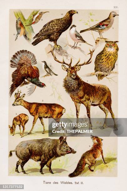 illustrations, cliparts, dessins animés et icônes de chromolithographie des animaux forestiers 1899 - famille du cerf