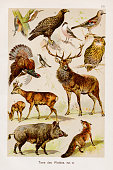 Forest Animals Chromolithography 1899