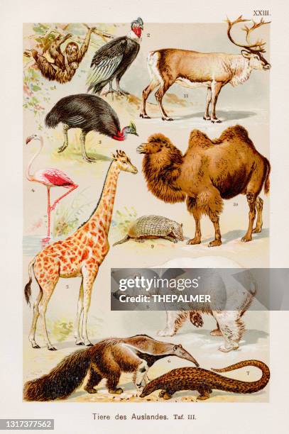 tiere chromolithographie 1899 - giant anteater stock-grafiken, -clipart, -cartoons und -symbole