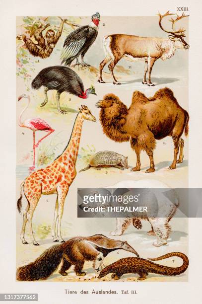 animals chromolithography 1899 - giant anteater stock illustrations