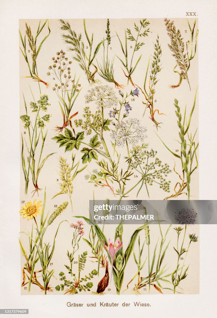 Grasses Chromolithography 1899