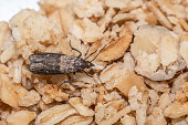 Close-up view on indian-meal moth on oatmeal.