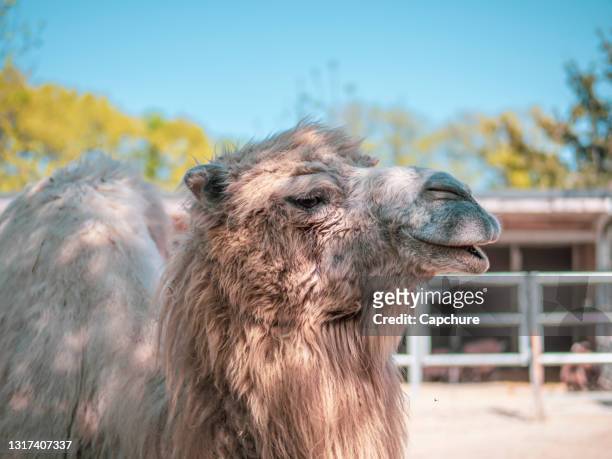 close up shot of the head and face of a camel. - camel colored photos et images de collection
