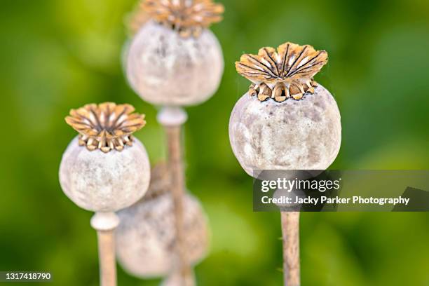 opium poppy, papaver somniferum seed heads - graine de pavot photos et images de collection