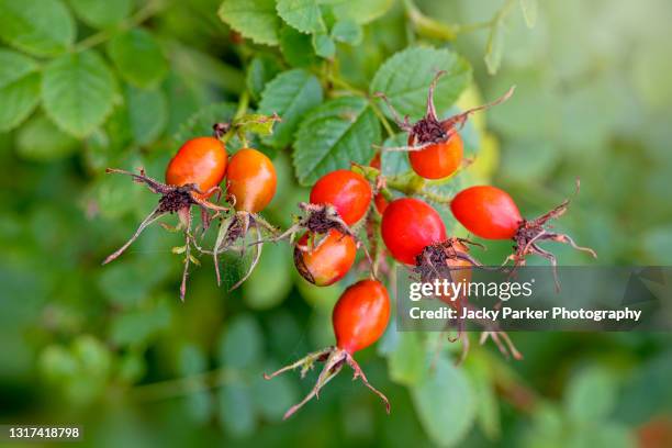 close-up of the beautiful vibrant red rose hips or rosehip, also called rose haw and rose hep of the wild rosa canina shrub or dog rose - ca nina stock pictures, royalty-free photos & images