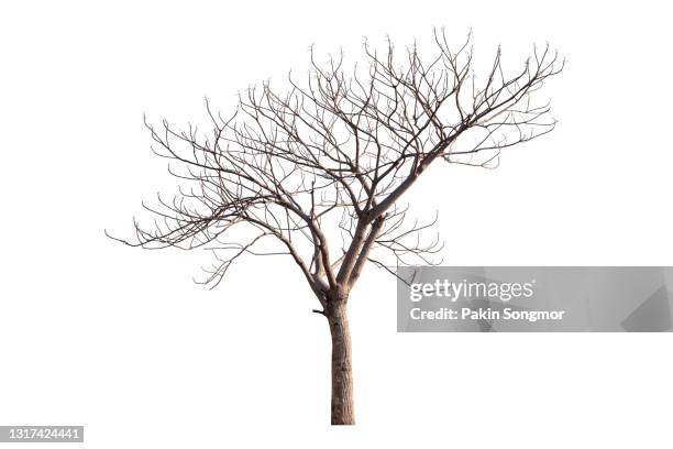 bare tree against isolated on white background. - tree on white ストックフォトと画像