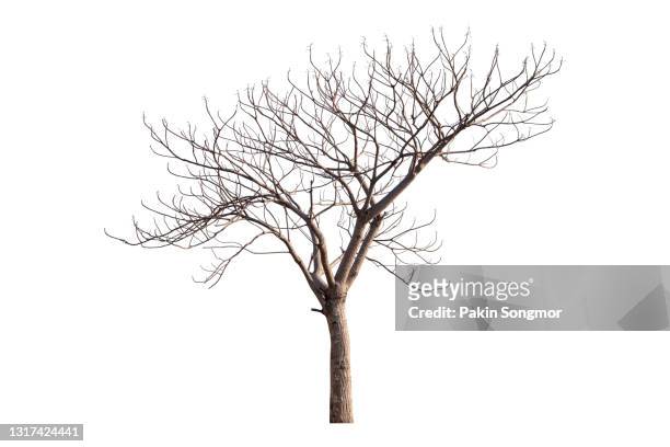 bare tree against isolated on white background. - bare tree silhouette stock pictures, royalty-free photos & images