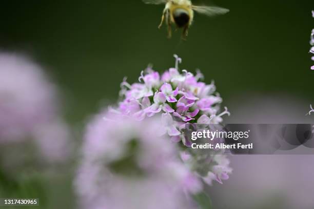 blühendes bohnenkraut mit einer wildbiene - summer savoury stock pictures, royalty-free photos & images