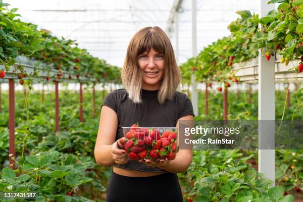 young blonde female greenhouse worker with box of strawberries - fruit carton stock pictures, royalty-free photos & images