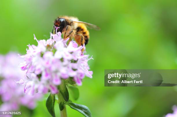 blühendes bohnenkraut mit einer wildbiene - summer savoury stock pictures, royalty-free photos & images