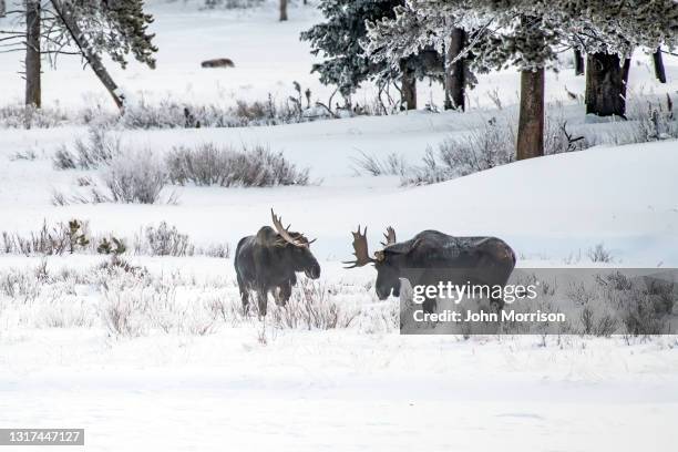 two moose prepare for sparring at round prairie, lamar valley, yellowstone - white moose stock pictures, royalty-free photos & images