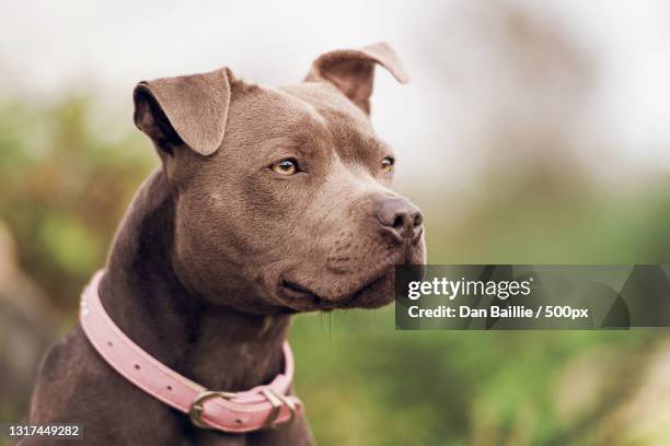 close-up of pit bull terrier looking away - pitbull stock-fotos und bilder