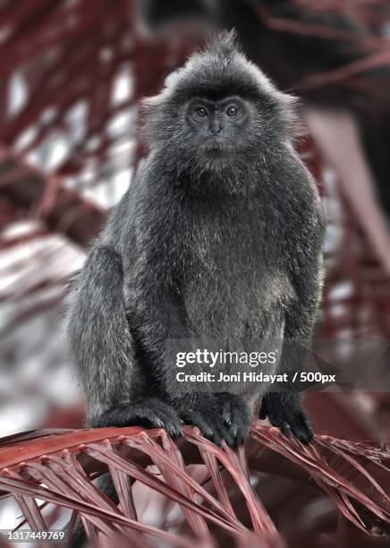 close-up of silvery lutung sitting on tree - シルバーリーフモンキー ストックフォトと画像