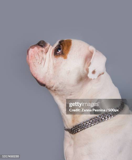 close-up of boxer against gray background - american bulldog stock pictures, royalty-free photos & images