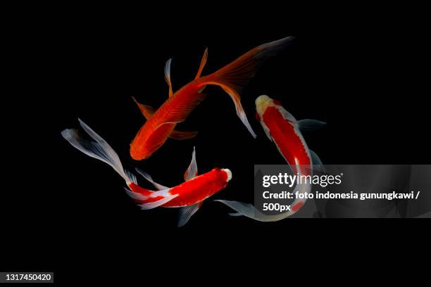 close-up of goldfish against black background,malang,indonesia - karper stockfoto's en -beelden