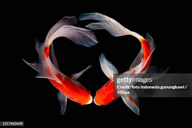 close-up of siamese fighting fish against black background - koi carp stockfoto's en -beelden