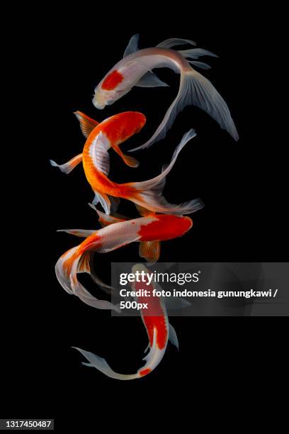 close-up of goldfish against black background - carp ストックフォトと画像