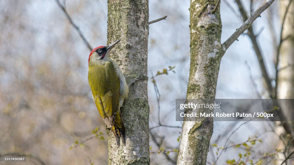 Close-up of woodpecker perching on tree,United Kingdom,UK