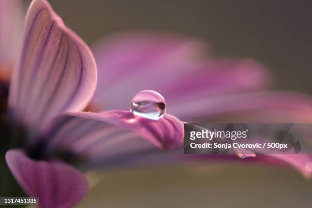 close-up of water drops on pink flower - water and flowers stock-fotos und bilder