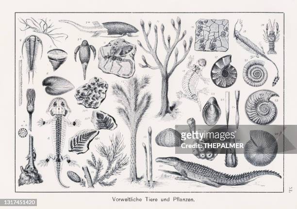 prehistoric animals and plants chromolithography 1899 - ammonite stock illustrations