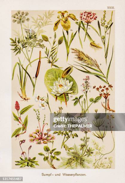 illustrations, cliparts, dessins animés et icônes de chromolithographie des plantes marécageux et aquatiques 1899 - roseau