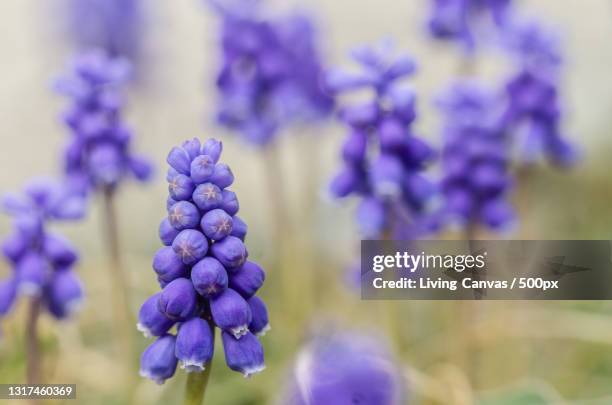 close-up of purple flowering plants,pickering,ontario,canada - グレープヒヤシンス ストックフォトと画像