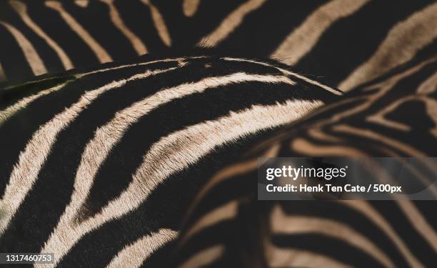 close-up of plains zebra,south africa - ゼブラ模様 ストックフォトと画像