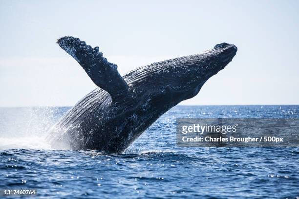 close-up of dolphin swimming in sea,cabo san lucas,baja california sur,mexico - humpback whale tail stock pictures, royalty-free photos & images