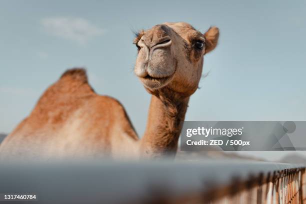 close-up of dromedary camel against sky,saudi arabia - chameau photos et images de collection