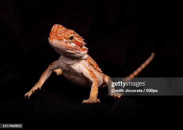 close-up of bearded dragon on rock against black background - bearded dragon stock pictures, royalty-free photos & images