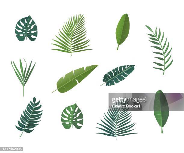 tropische blätter kollektion - palmenblätter stock-grafiken, -clipart, -cartoons und -symbole