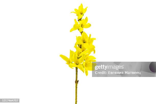 flowering forsythia branch isolated on white background. - easter flowers fotografías e imágenes de stock