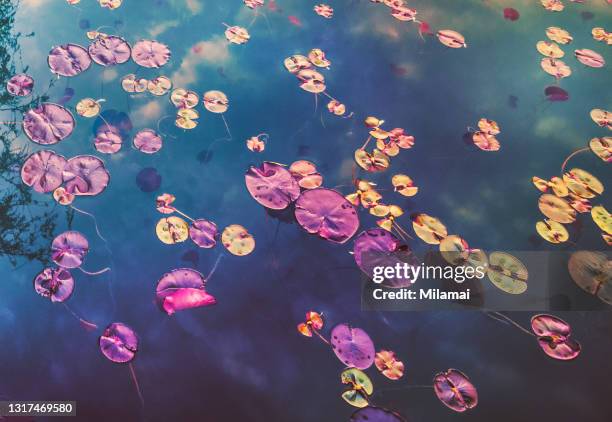 artistic close-up of multiple lily pads on a lake - nénuphar photos et images de collection